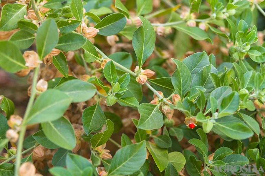 Ashwagandha Green Leaves